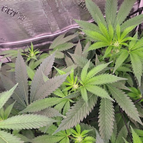 Platinum Shoes growlog timeline photo
