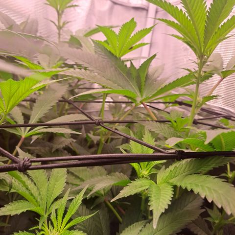 Platinum Shoes growlog timeline photo