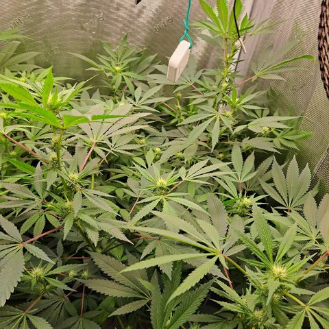Pugs Breath (bwcc cut) growlog timeline photo