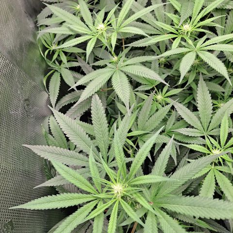 Medi-Pak (broad-leaf pheno) growlog timeline photo