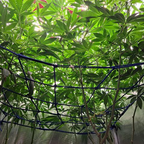 Pugs Breath (bwcc cut) growlog photo: Medi pak on left, pugs breath on right