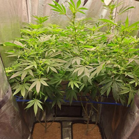 Pugs Breath (bwcc cut) growlog photo: Medi pak on left, pugs breath on right
