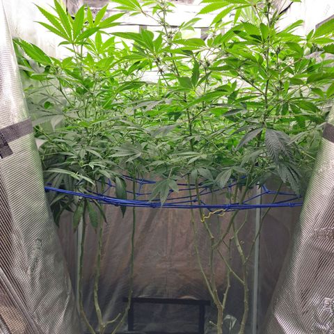 Pugs Breath (bwcc cut) growlog photo: Medi pak on left, pugs breath on right