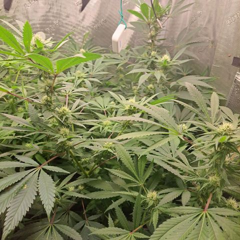 Pugs Breath (bwcc cut) growlog timeline photo