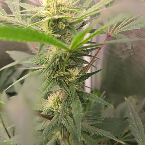 Pugs Breath (bwcc cut) growlog timeline photo