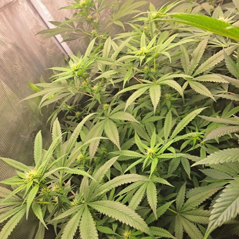 Medi-Pak (broad-leaf pheno) growlog timeline photo