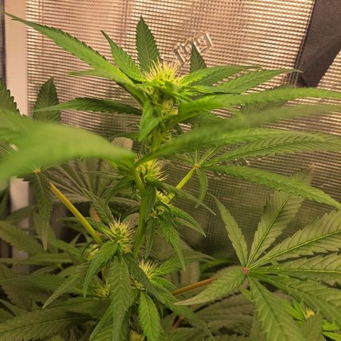 Medi-Pak (broad-leaf pheno) growlog timeline photo
