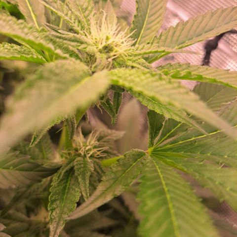 Platinum Shoes growlog timeline photo