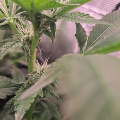 Platinum Shoes growlog timeline photo