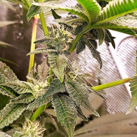 Platinum Shoes growlog timeline photo