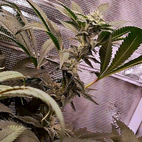 Platinum Shoes growlog timeline photo