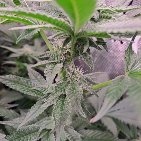 Platinum Shoes growlog timeline photo