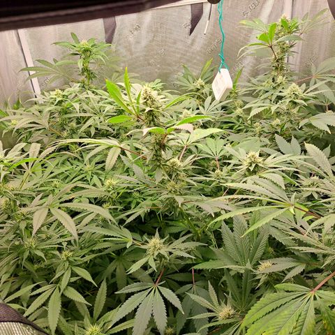 Pugs Breath (bwcc cut) growlog photo: Pugs breath on right