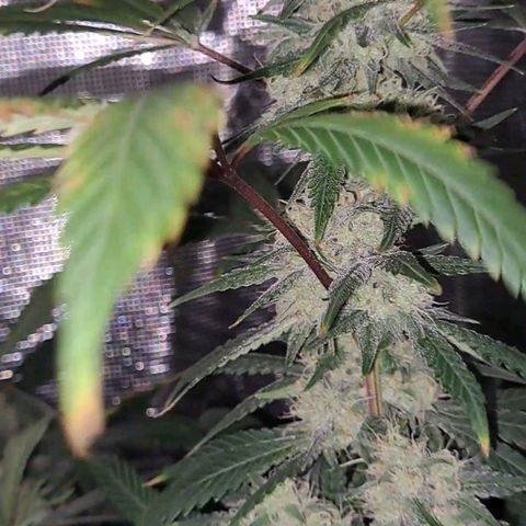 Pugs Breath (bwcc cut) growlog timeline photo