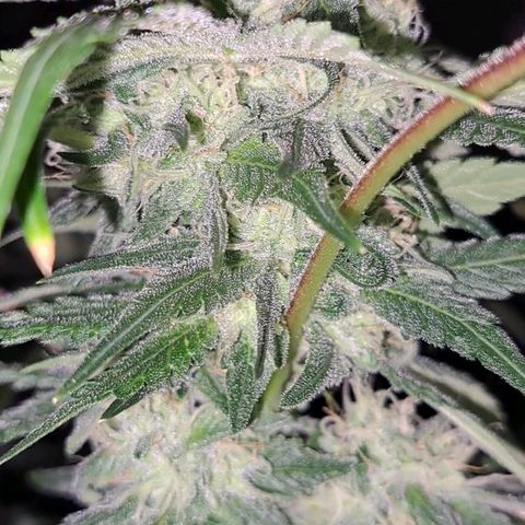 Pugs Breath (bwcc cut) growlog timeline photo