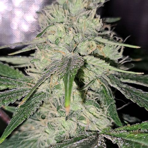 Pugs Breath (bwcc cut) growlog timeline photo