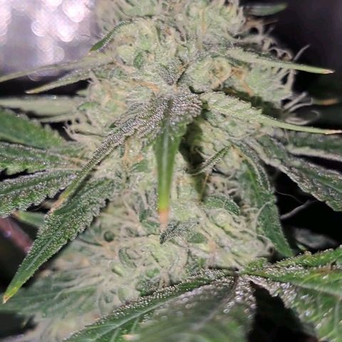 Pugs Breath (bwcc cut) growlog timeline photo