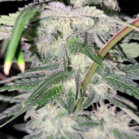 Pugs Breath (bwcc cut) growlog timeline photo