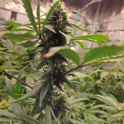 Pugs Breath (bwcc cut) growlog timeline photo