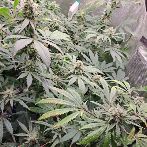Pugs Breath (bwcc cut) growlog timeline photo