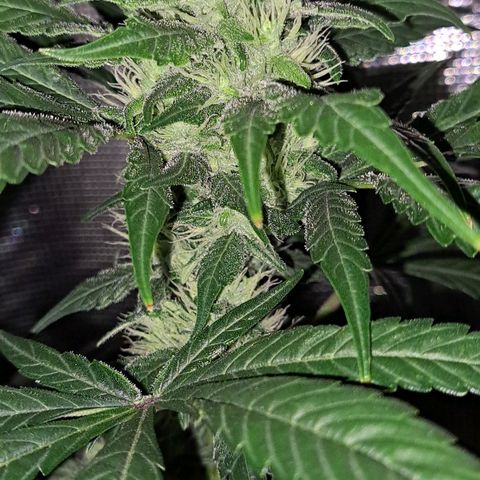 Medi-Pak (broad-leaf pheno) growlog timeline photo