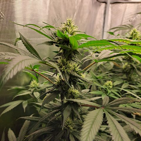 Medi-Pak (broad-leaf pheno) growlog timeline photo