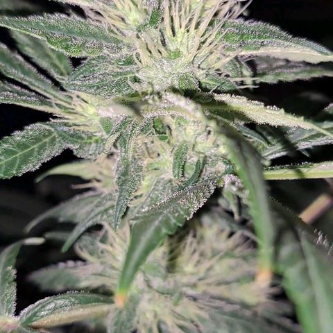 Medi-Pak (broad-leaf pheno) growlog timeline photo