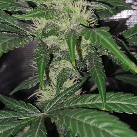 Medi-Pak (broad-leaf pheno) growlog timeline photo