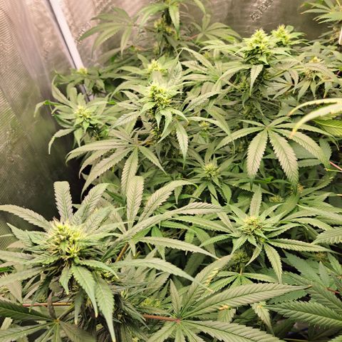 Medi-Pak (broad-leaf pheno) growlog timeline photo