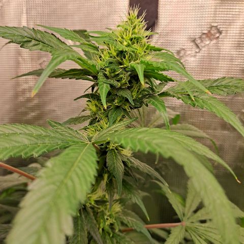 Medi-Pak (broad-leaf pheno) growlog timeline photo