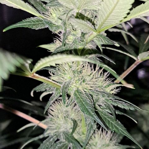 Medi-Pak (broad-leaf pheno) growlog timeline photo