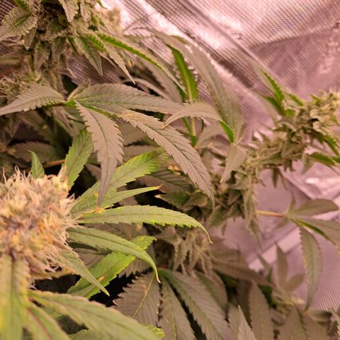 Platinum Shoes growlog timeline photo