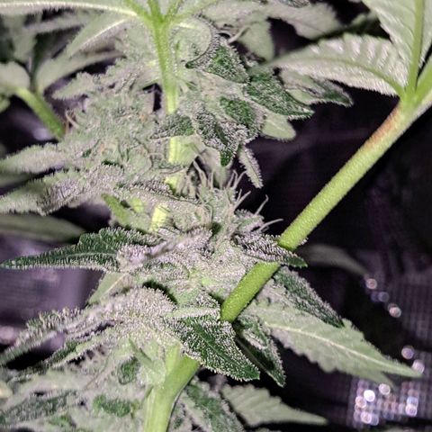 Platinum Shoes growlog timeline photo