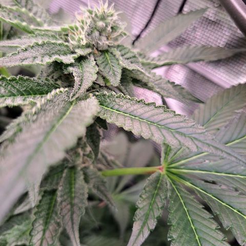 Platinum Shoes growlog timeline photo