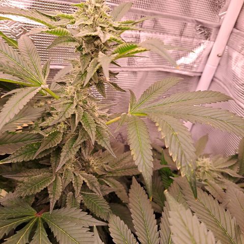 Platinum Shoes growlog timeline photo