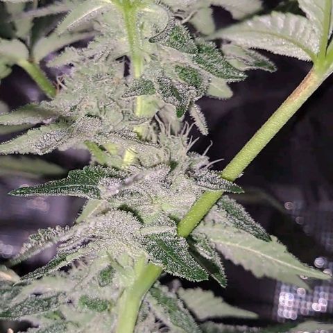 Platinum Shoes growlog timeline photo