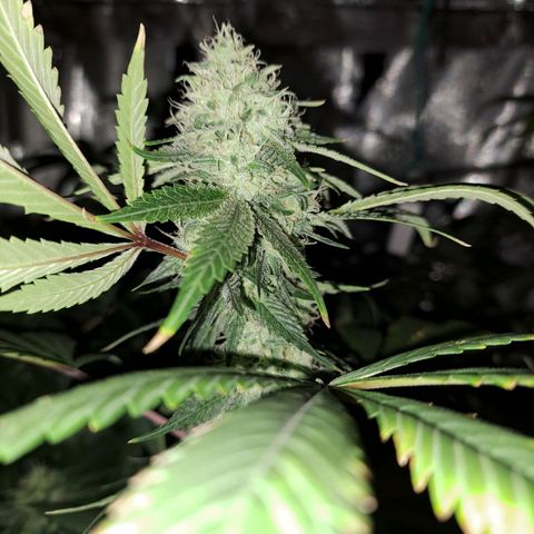 Pugs Breath (bwcc cut) growlog timeline photo