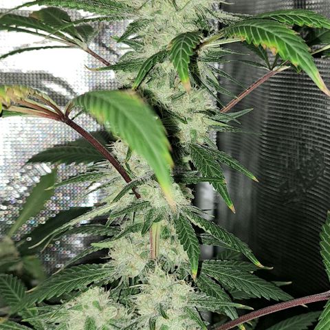 Pugs Breath (bwcc cut) growlog timeline photo