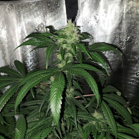Medi-Pak (broad-leaf pheno) growlog timeline photo