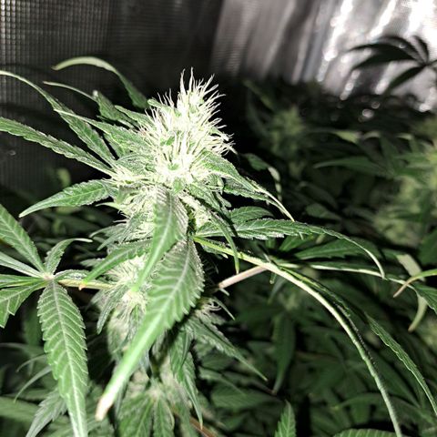 Medi-Pak (broad-leaf pheno) growlog timeline photo