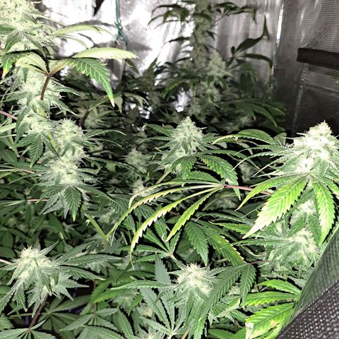 Pugs Breath (bwcc cut) growlog timeline photo