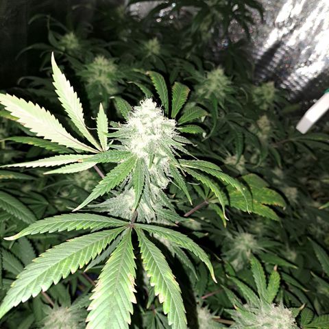 Medi-Pak (broad-leaf pheno) growlog timeline photo