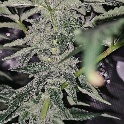 Platinum Shoes growlog timeline photo