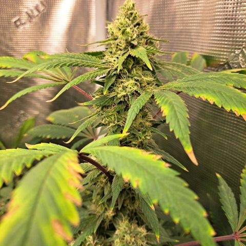 Pugs Breath (bwcc cut) growlog timeline photo