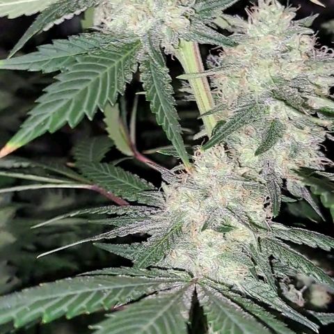 Pugs Breath (bwcc cut) growlog timeline photo