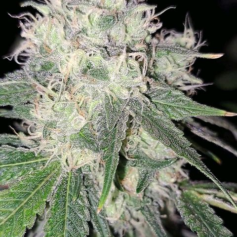 Pugs Breath (bwcc cut) growlog timeline photo