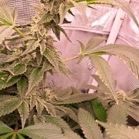 Platinum Shoes growlog timeline photo