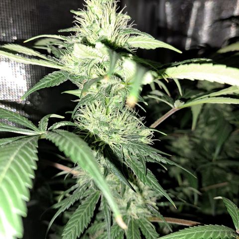 Medi-Pak (broad-leaf pheno) growlog timeline photo