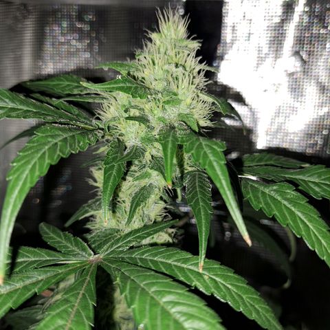 Medi-Pak (broad-leaf pheno) growlog timeline photo
