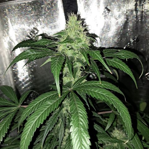 Medi-Pak (broad-leaf pheno) growlog timeline photo